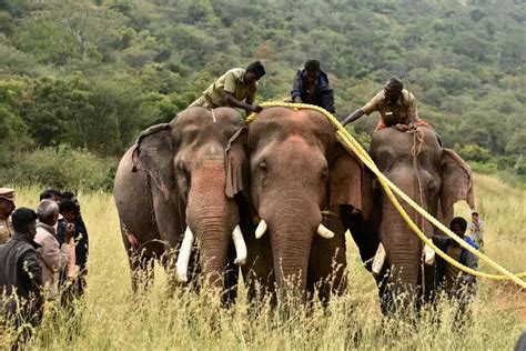 kaleem elephant|Celebrated kumki elephant Kaleem of Anamalai Tiger .